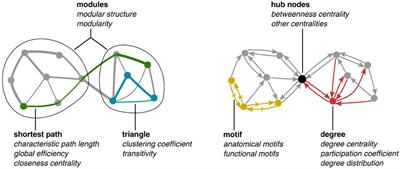 Co-emergence and Collapse: The Mesoscopic Approach for Conceptualizing and Investigating the Functional Integration of Organisms